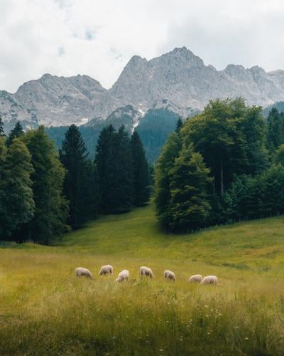 Alpine Grazing — Bavarian Alps.jpg