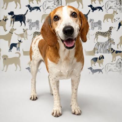 Annie at Burke Animal Resource Center