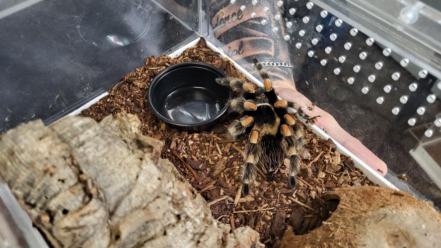 An orange banded tarantula in its enclosure