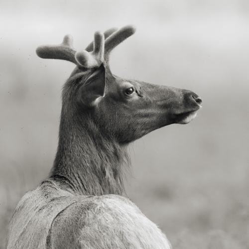 elk in velvet
