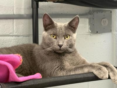 Splinter at Cats' Cradle