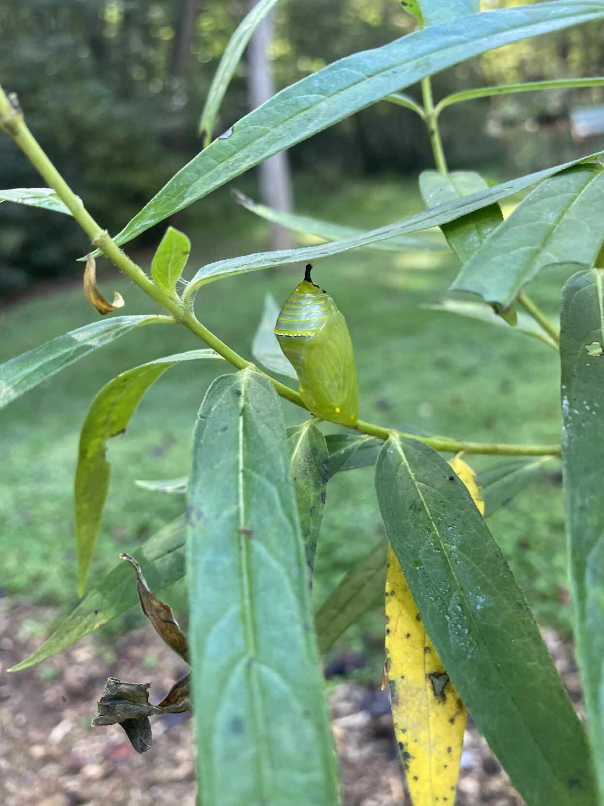 Pupae