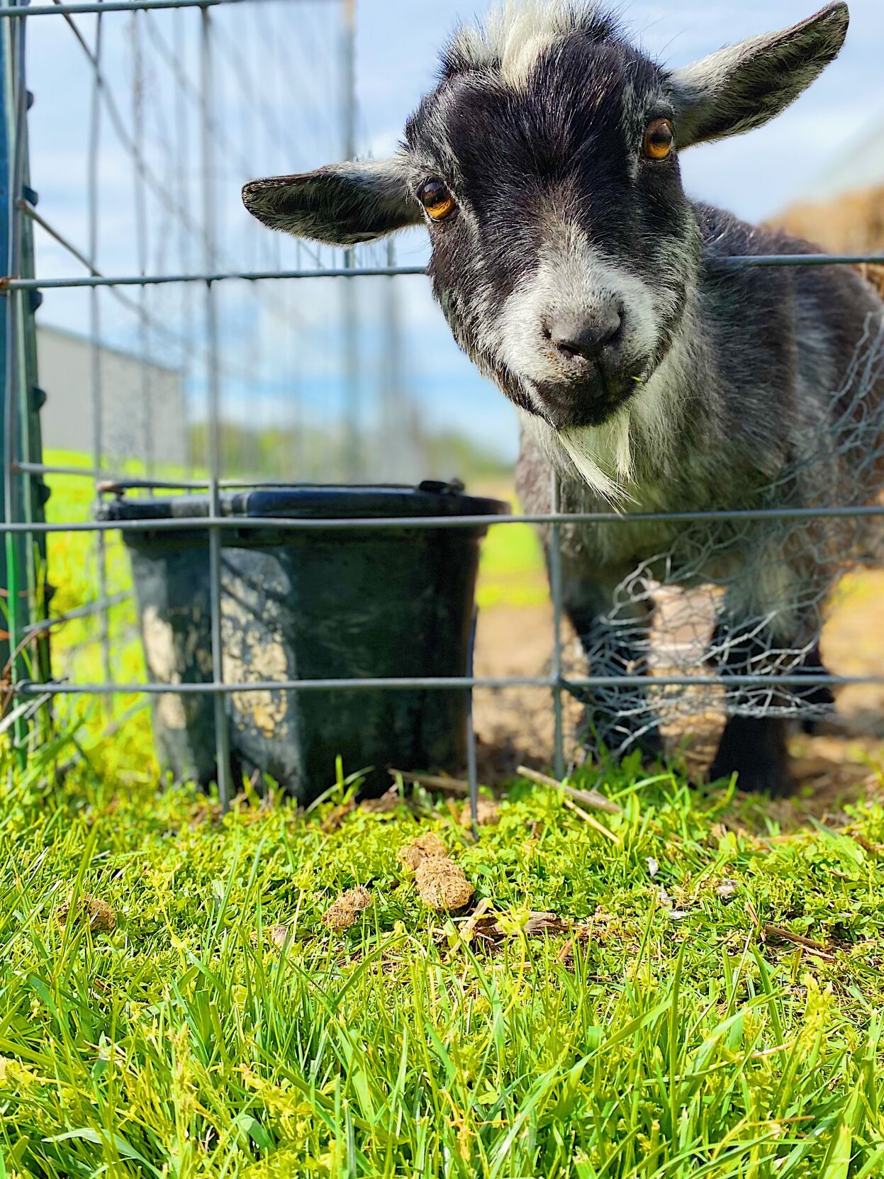 Goat
