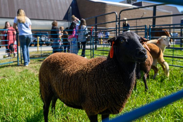 Sheep