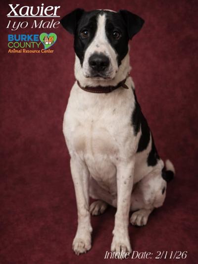Xavier at Burke Animal Resource Center