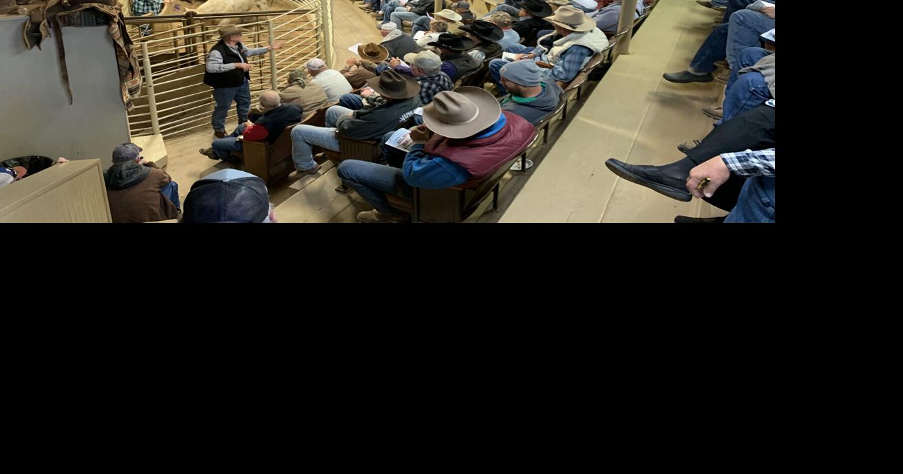 Chamber All Breed Bull Sale rakes in scholarship money | News ...