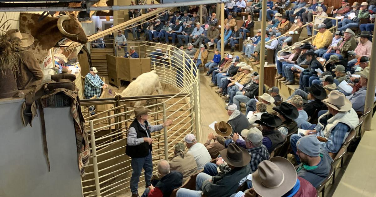 Chamber All Breed Bull Sale rakes in scholarship money | News ...