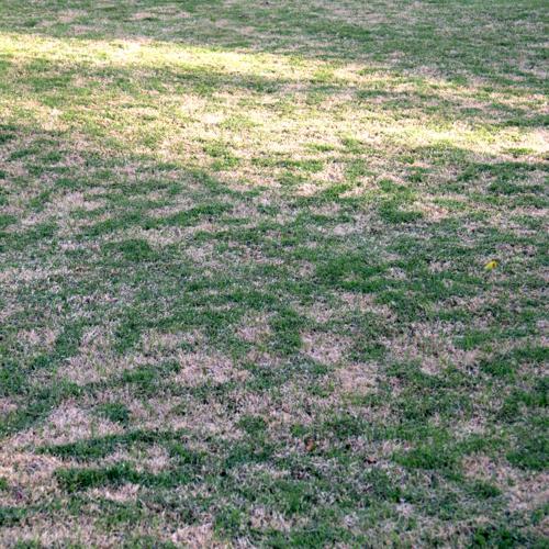 1.09.23 If you scalp bermuda too early, late frost may do this to its new growth in spring.jpg