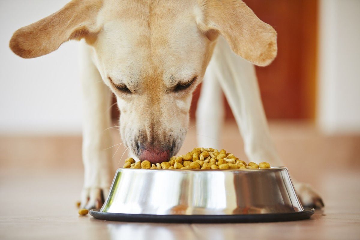 why should dogs eat grain free