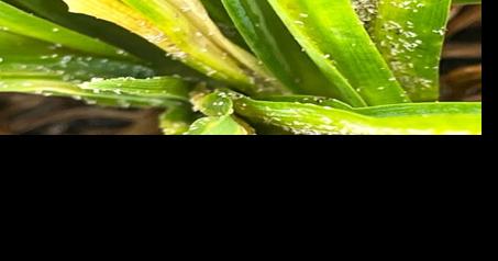 SPERRY: Aphids populations will wane as the temperature rises - Vimarsana News