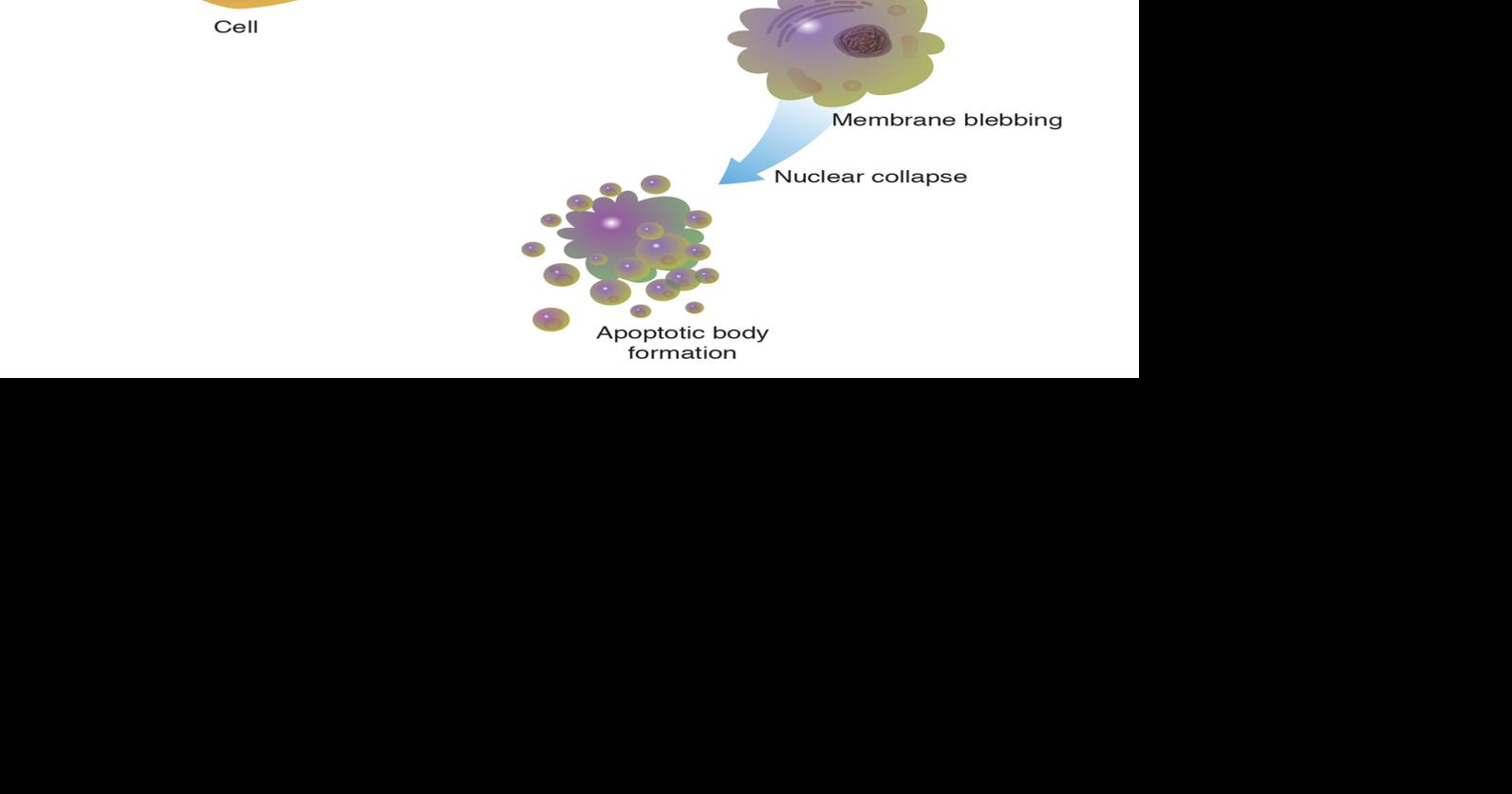 THE CANDLE Cells will explode themselves in sacrifice to save others