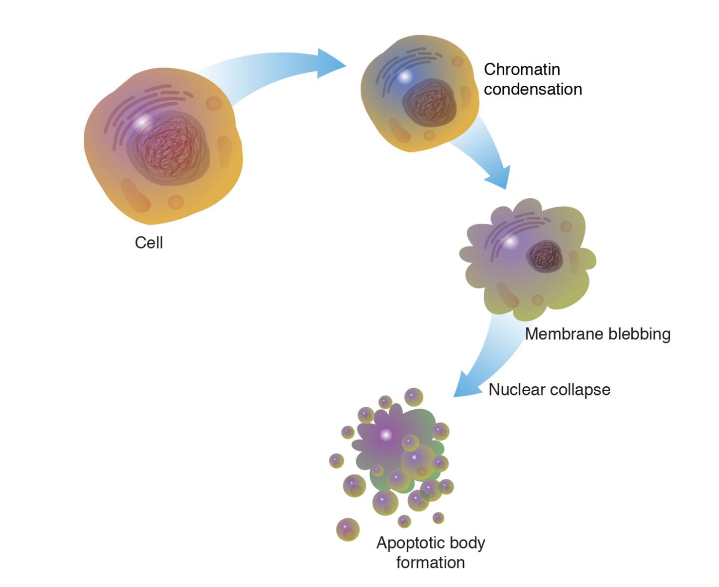 THE CANDLE: Cells will explode themselves in sacrifice to save others ...