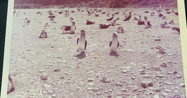 TRAVELS WITH CLARK: A memorable trip: The Galapagos Islands ­­— 50 years ago - Vimarsana News