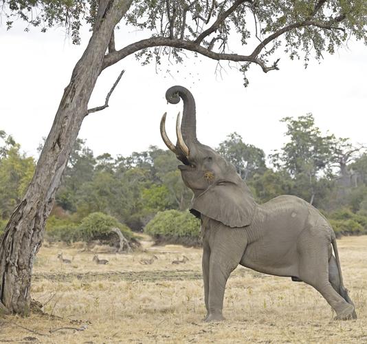TRAVELS WITH CLARK: Elephants galore: The largest land animal fulfills its  purpose on the wild plains x | Lifestyles 