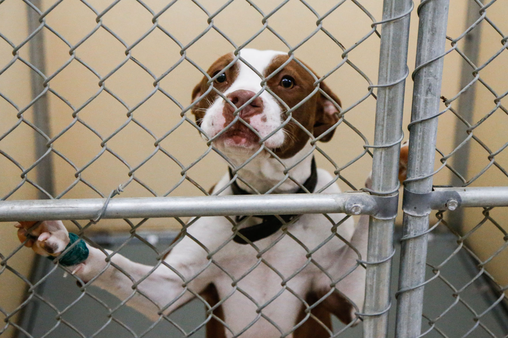 paris animal shelter