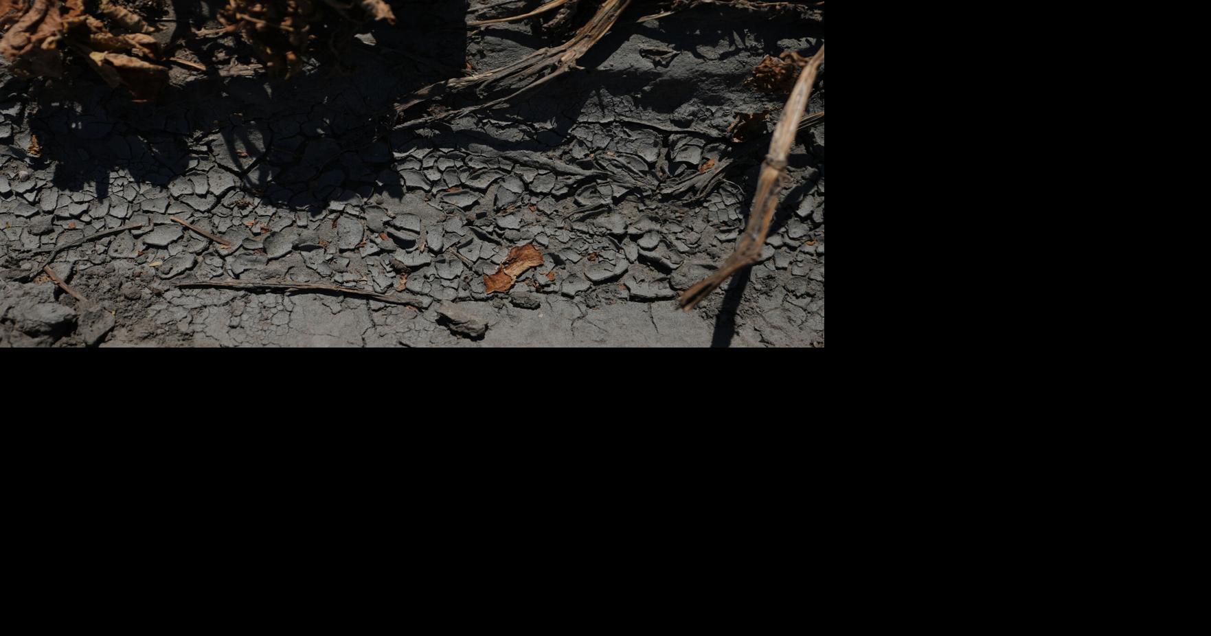 Netherlands Extreme Weather Drought