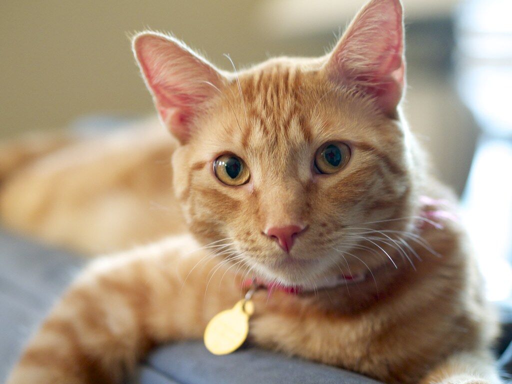 PET TALK: Tips for administering feline meds - Vimarsana News