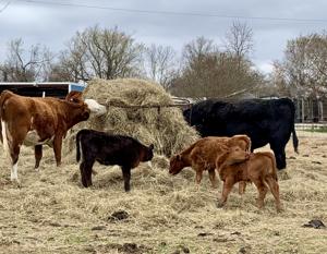 Farm and Ranch: Angus, Hereford and hybrids top beef production breeds in Northeast Texas