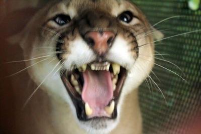 26 More People Come Forward With Mountain Lion Sightings in NJ