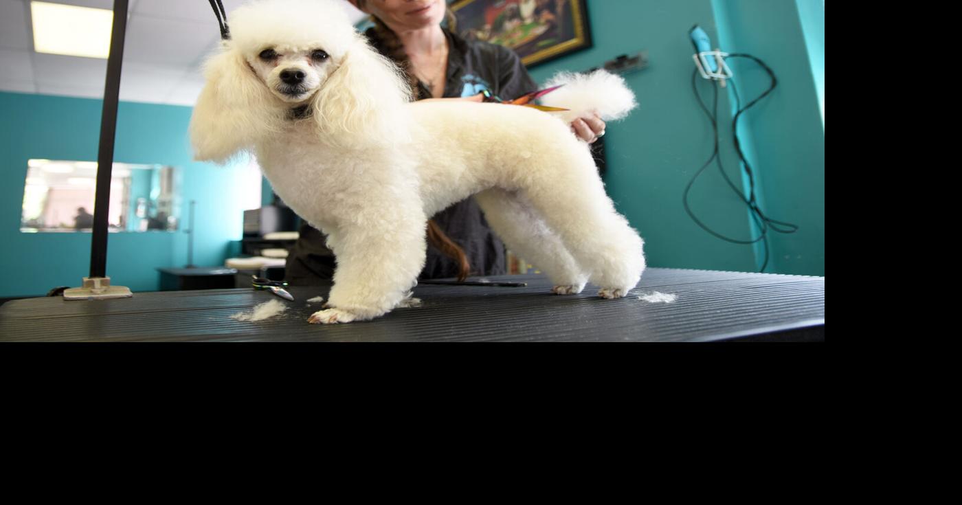 Peterborough dog groomer places at Toronto competition