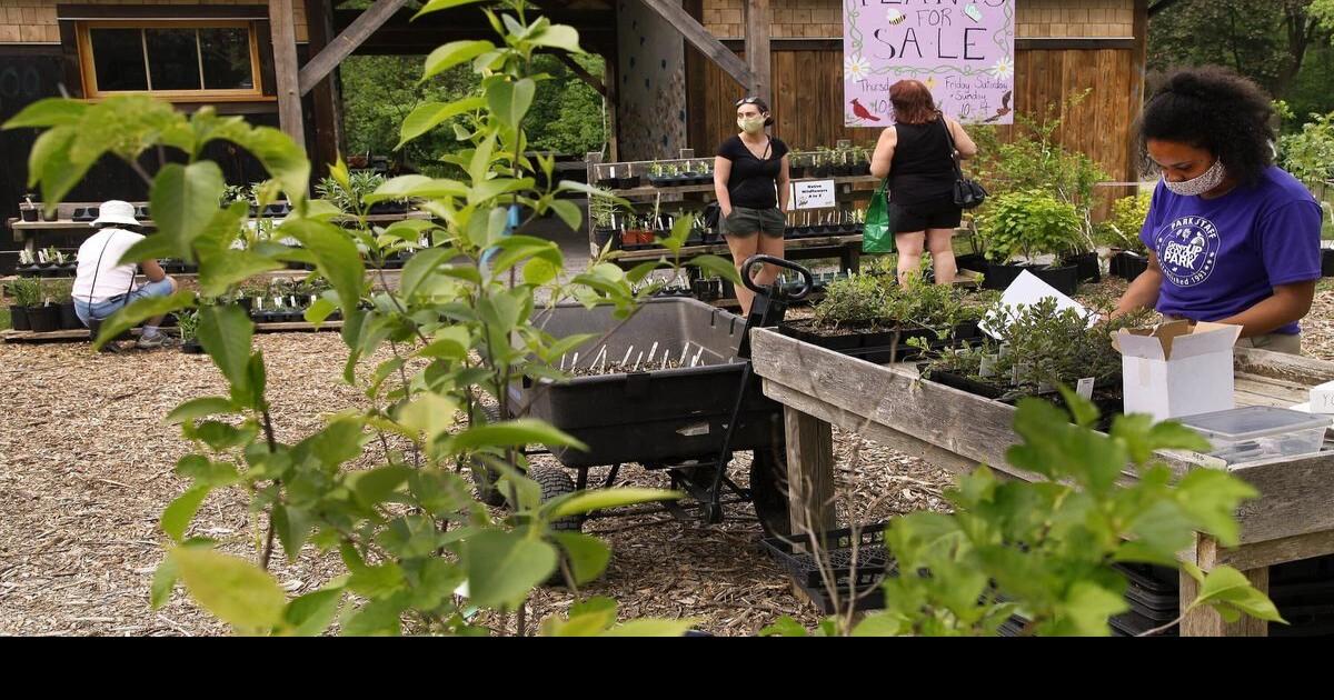 photos-greenup-ecology-park-plant-sale-sprouts-in-peterborough
