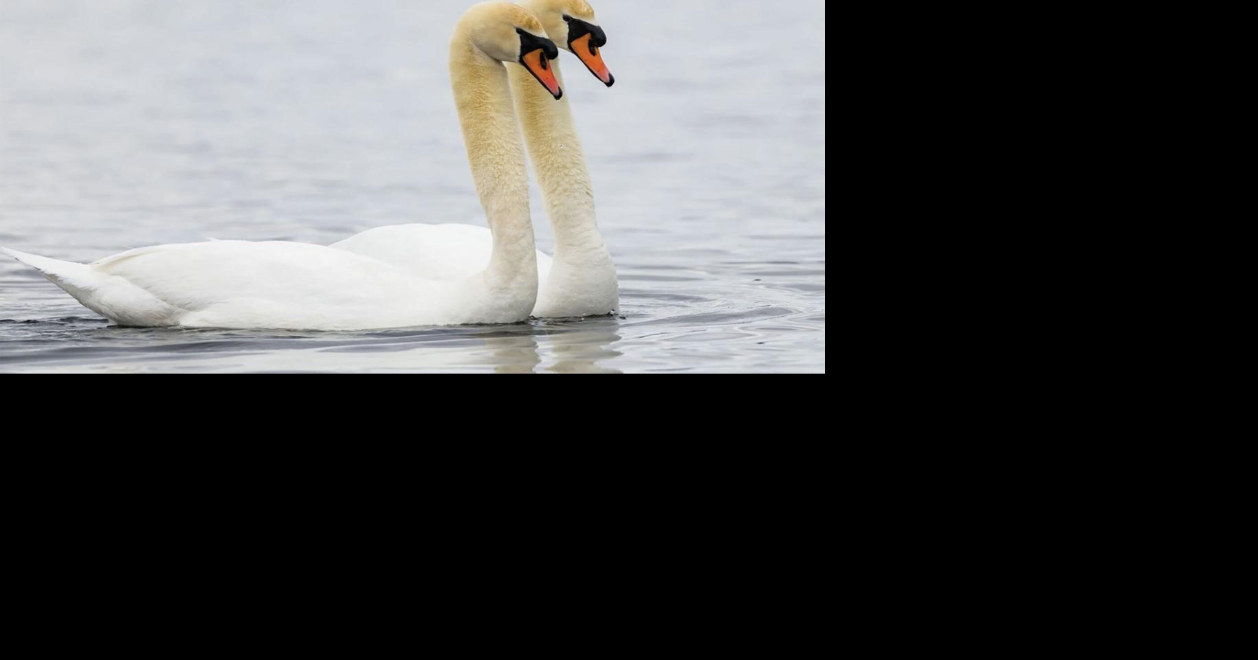 Bird populations rebounding in the Kawarthas