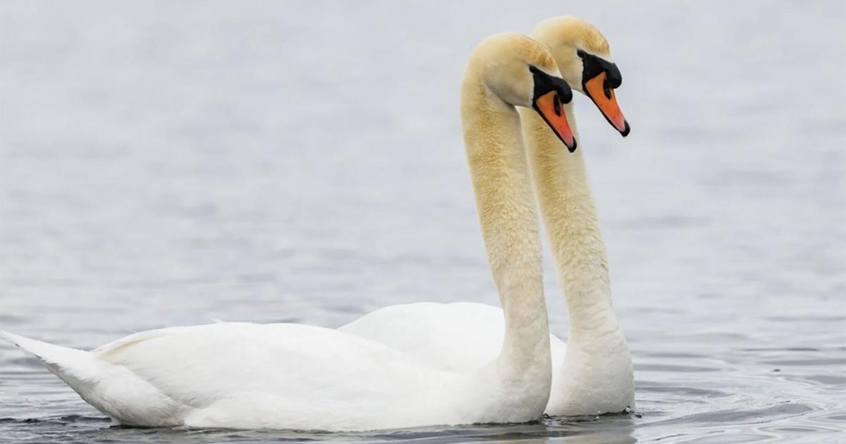 Bird populations rebounding in the Kawarthas
