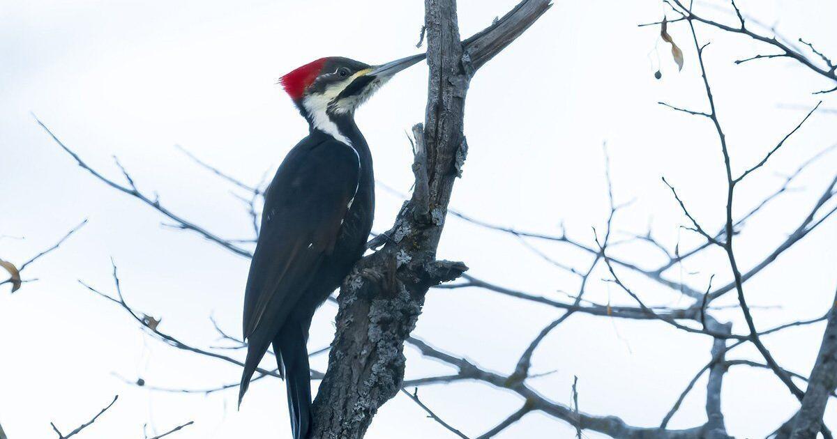 Courtice development to move forward with lower density