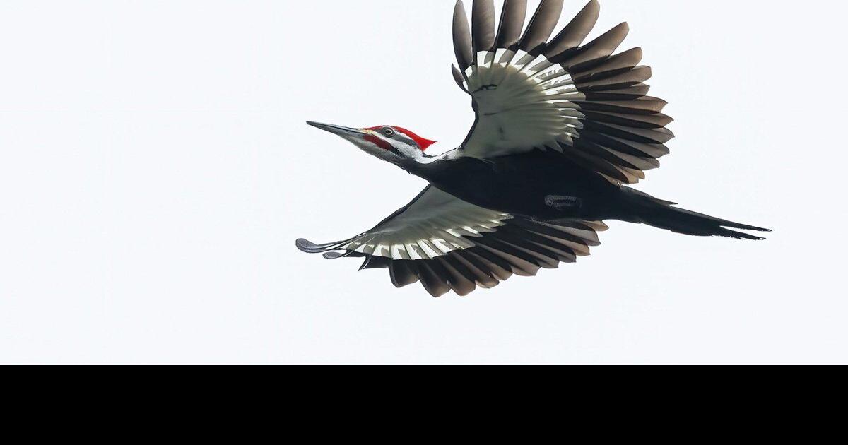 Dave Ellis: Ontario’s biggest woodpecker