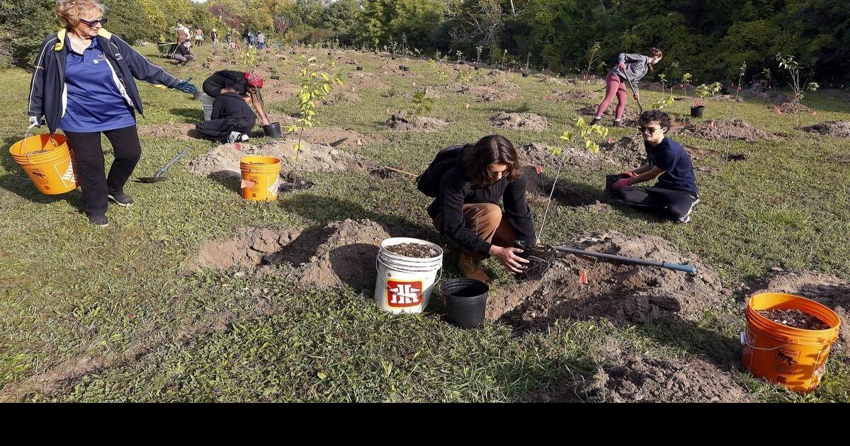 PHOTOS: Planting 500 trees to enhance Peterborough’s canopy