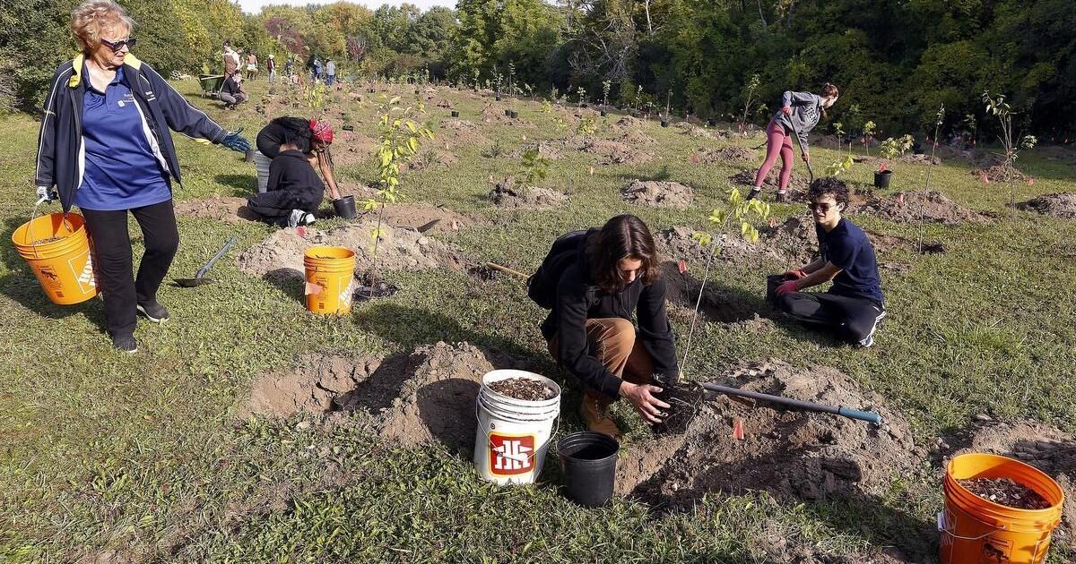 PHOTOS: Planting 500 trees to enhance Peterborough’s canopy