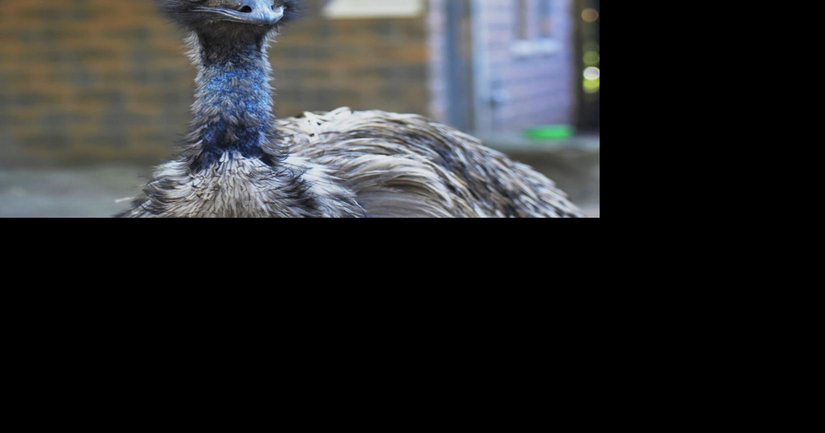 Fundraising: Zoo fun run is for the birds