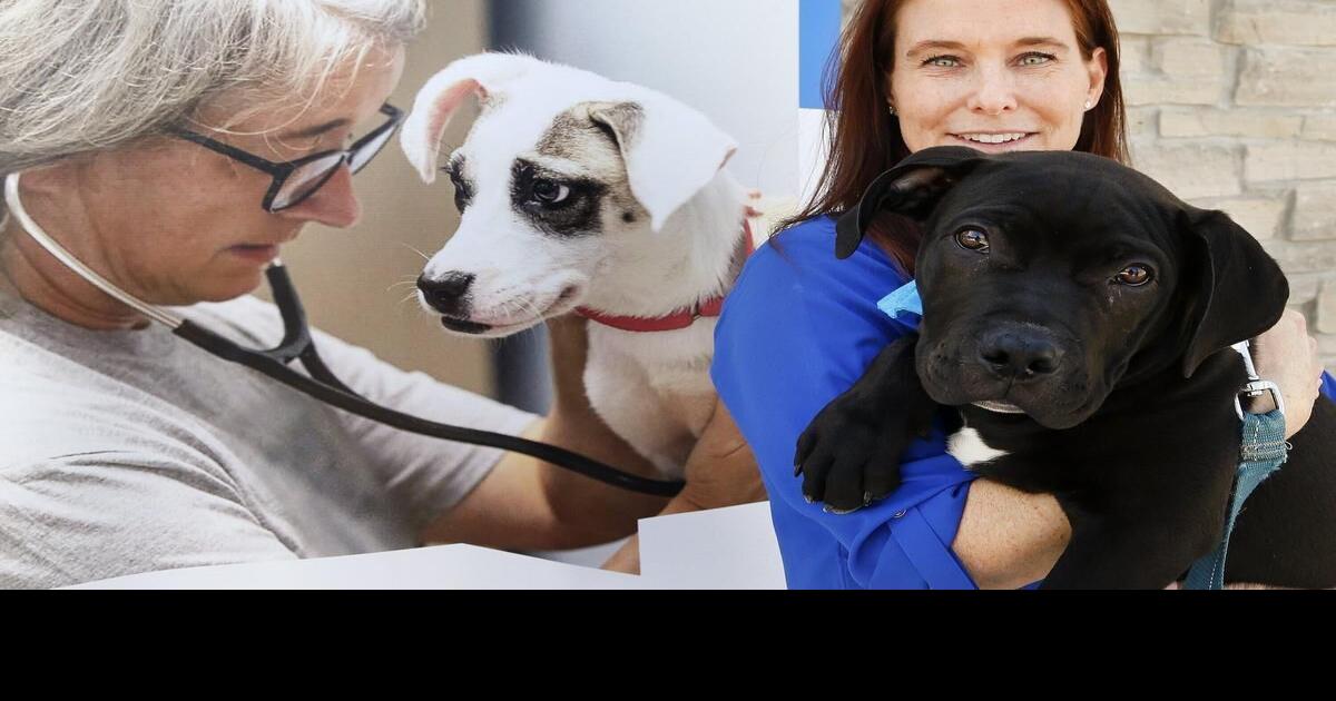 Photos Peterborough Regional Spay/Neuter Clinic opens at Peterborough Humane Society