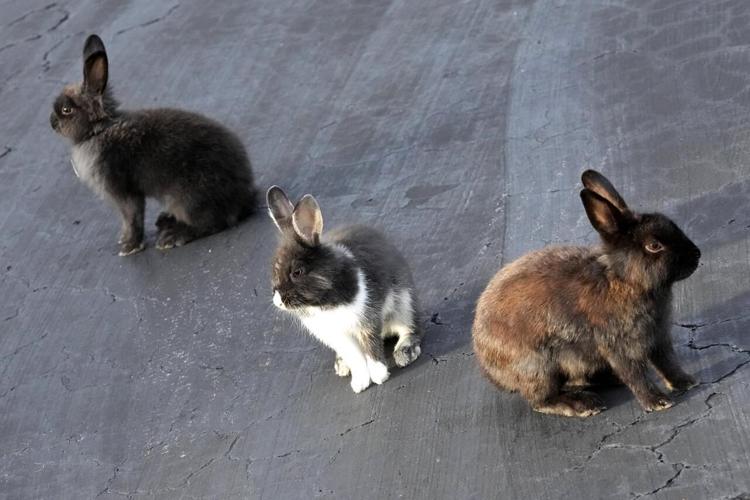 Vip Rabbit Fuzzy invasion of domestic rabbits has a Florida suburb hopping into a ...