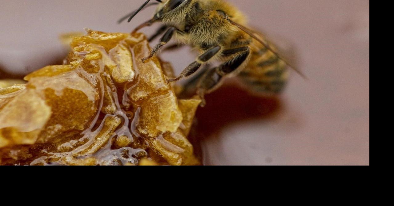 Explosion of mites leads to worst loss of Canada’s bee colonies in 20 years