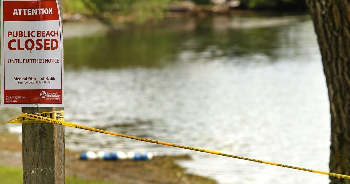 Harmful algae bloom confirmed at Rogers Cove - Vimarsana News