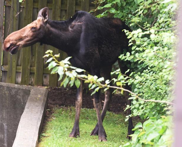 3 Point Moose Moose no longer on the loose in Peterborough