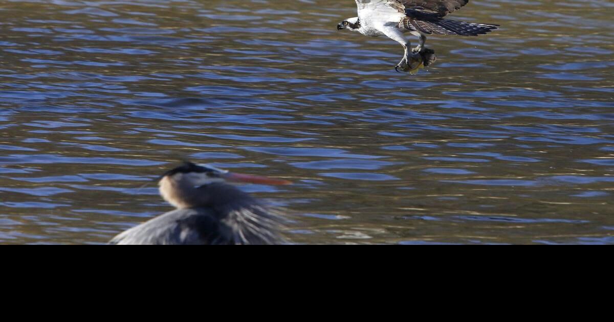 Great blue heron, cardinal pecking away for Peterborough official bird ...