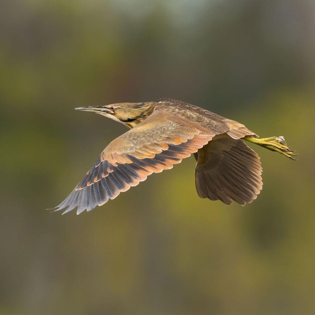 american bittern in flight