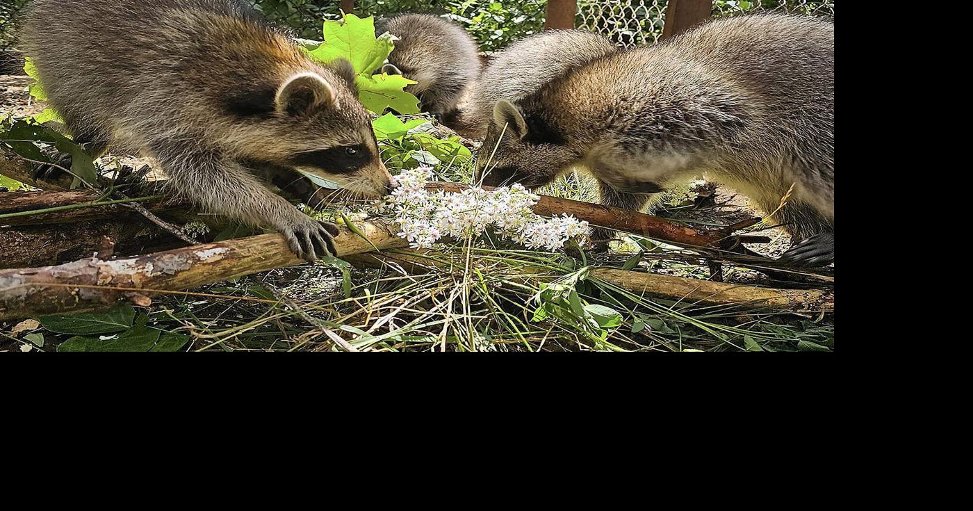 Raccoon sanctuary considering legal action after MNRF raid