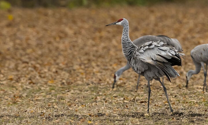 The yearly Kawartha gathering of the sandhill cranes