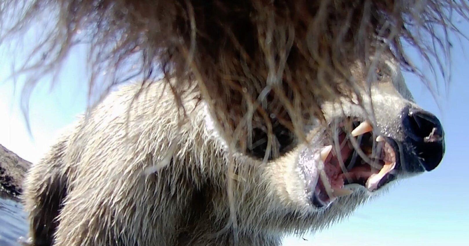 Collar cams offer a bear eye view into the lives of grizzlies on Alaska desolate North Slope