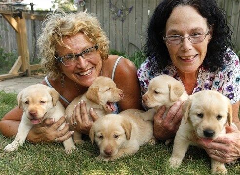 Honey hotsell ridge puppies