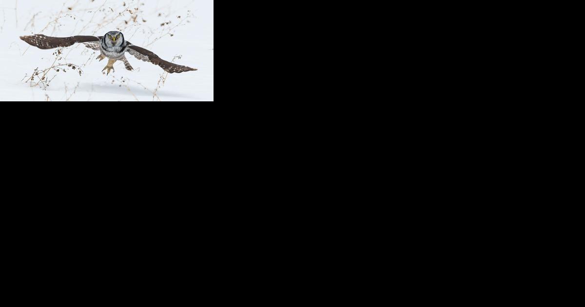 Watching out for winter wildlife visitors in the Kawarthas - Vimarsana News