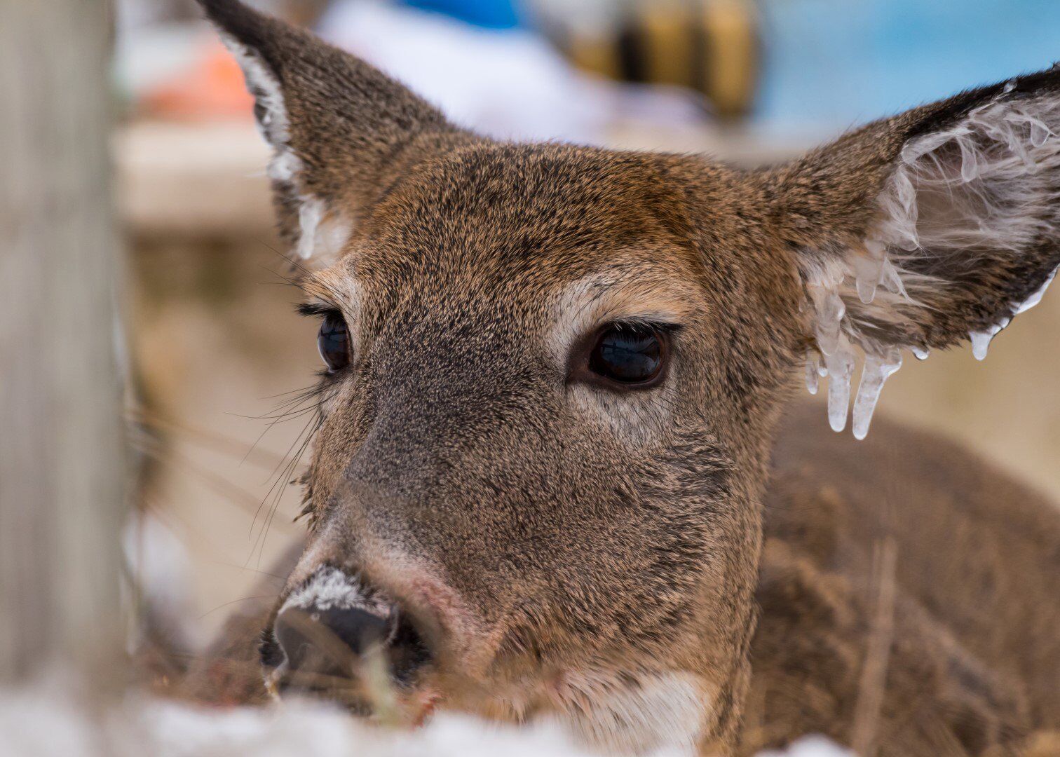 Deer rescues near store me