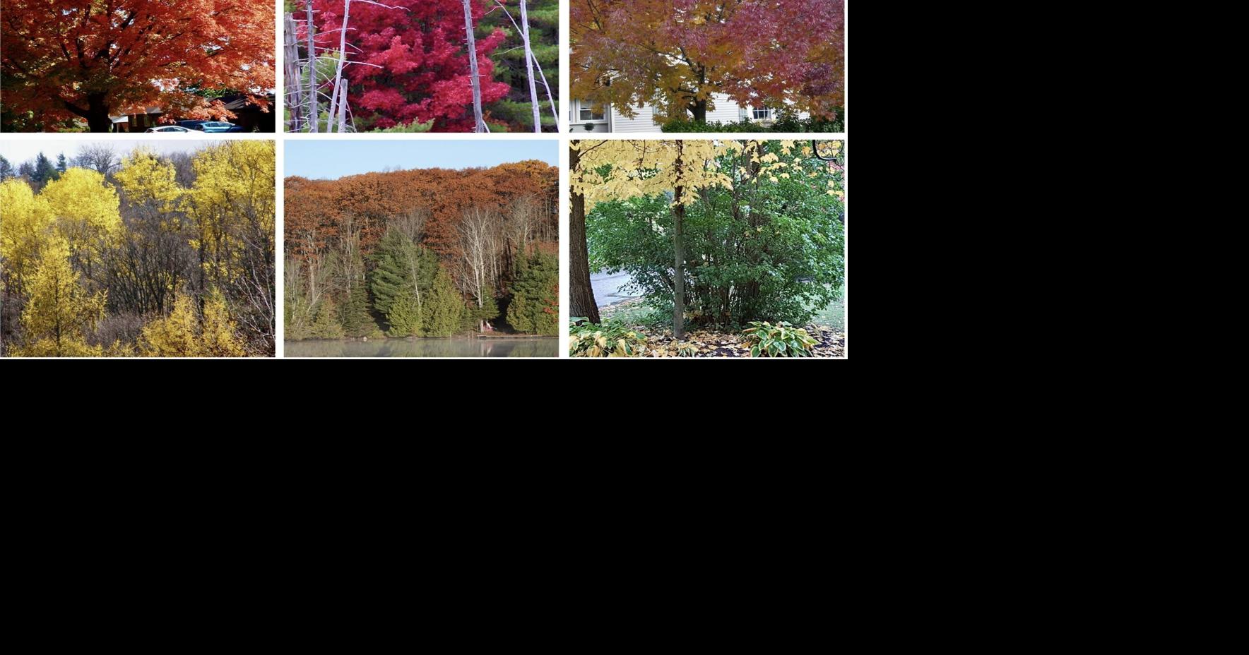 The fascinating science of fall colours
