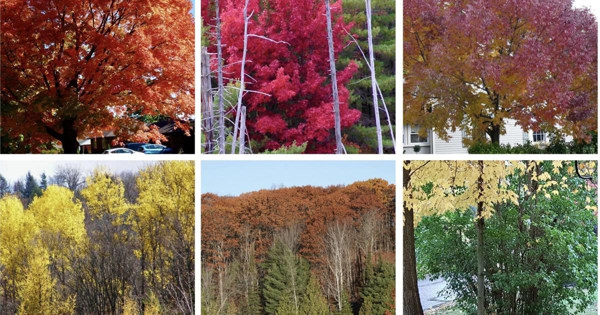 Three Fall Colors The fascinating science of fall colours