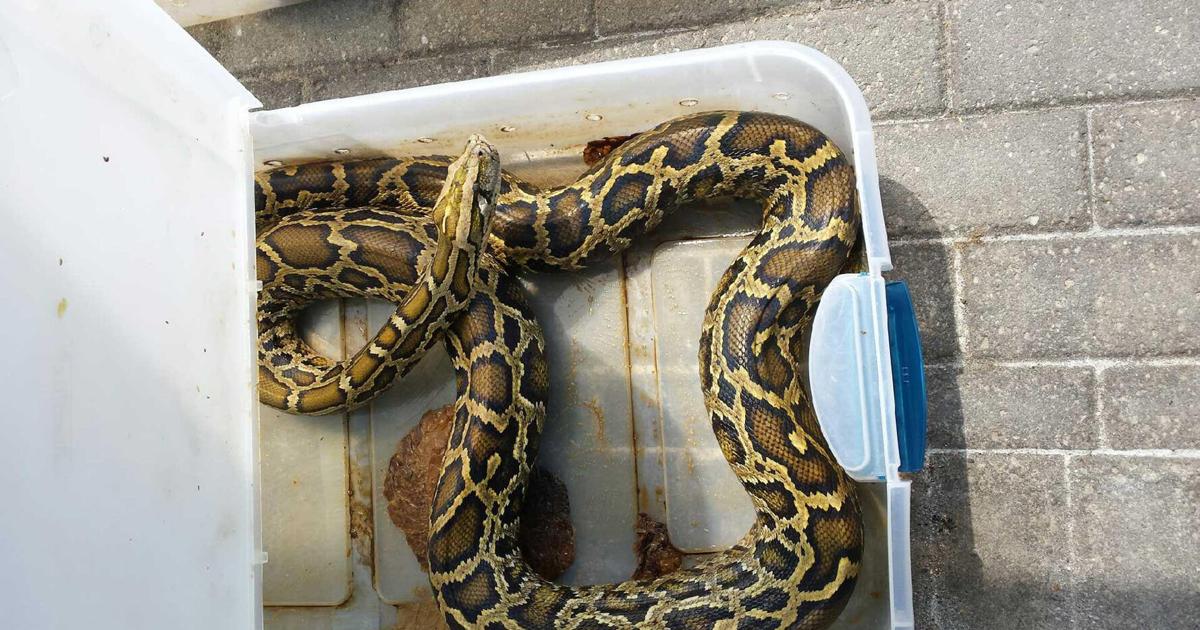 Abandoned Burmese pythons find sanctuary at Indian River Reptile Zoo