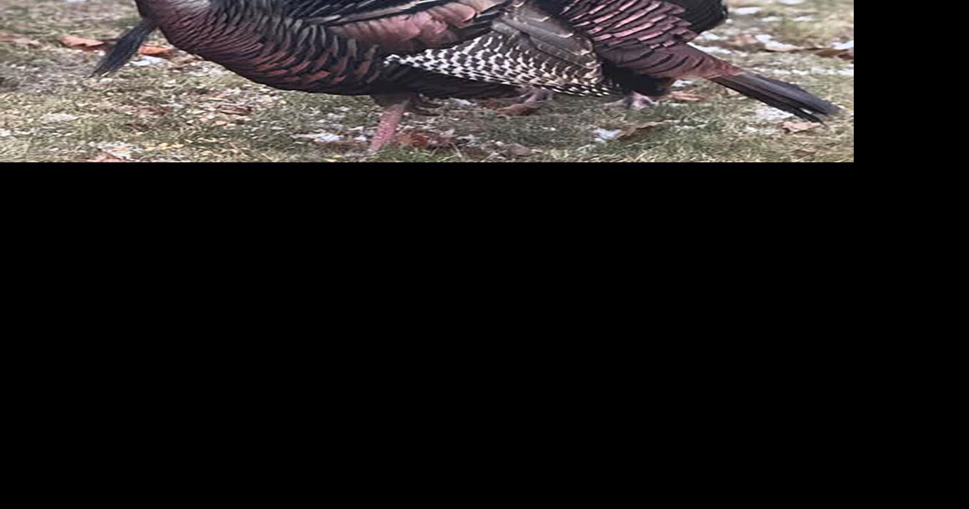 ‘Aggressive’ wild turkeys disrupt mail service in west-end neighbourhood