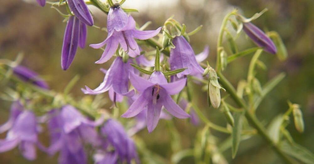 It looks like a pretty purple flower, but this 'zombie weed' is taking over Ontario lawns. Here's how to get rid of it